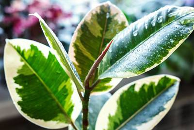 Ami ou ennemi dangereux : pourquoi le ficus ne doit pas être gardé à la maison