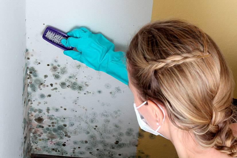 Qu'est-ce que la moisissure noire dangereuse dans la maison pour le corps humain et comment s'en débarrasser