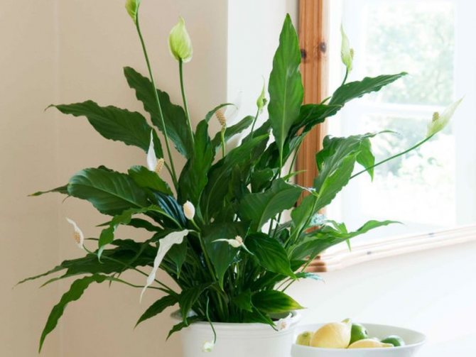 Est-il possible de garder des fleurs artificielles à la maison