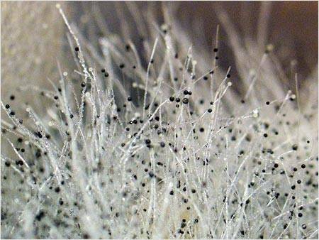 Qu'est-ce que la moisissure noire dangereuse dans la maison pour le corps humain et comment s'en débarrasser