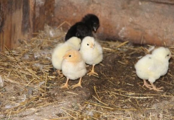 Comment isoler le sol du poulailler pour l'hiver