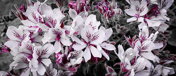 Géranium à la maison : ennemi dangereux ou plante inoffensive ?