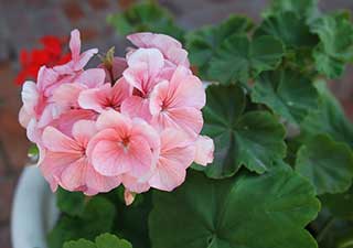 Géranium à la maison : ennemi dangereux ou plante inoffensive ?