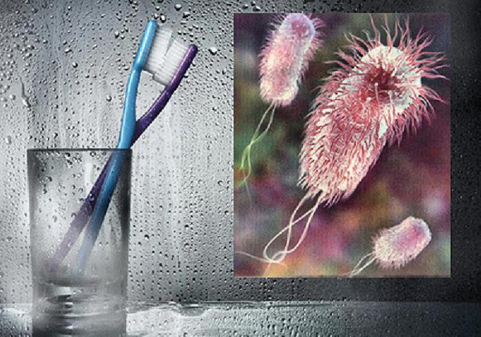 Habitats typiques des microbes : top 10 des endroits les plus sales de la maison