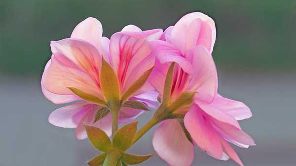 Géranium à la maison : ennemi dangereux ou plante inoffensive ?