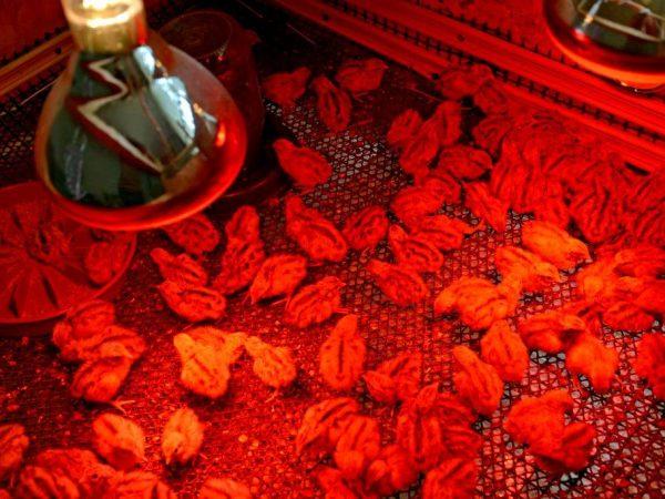 Comment isoler le sol du poulailler pour l'hiver