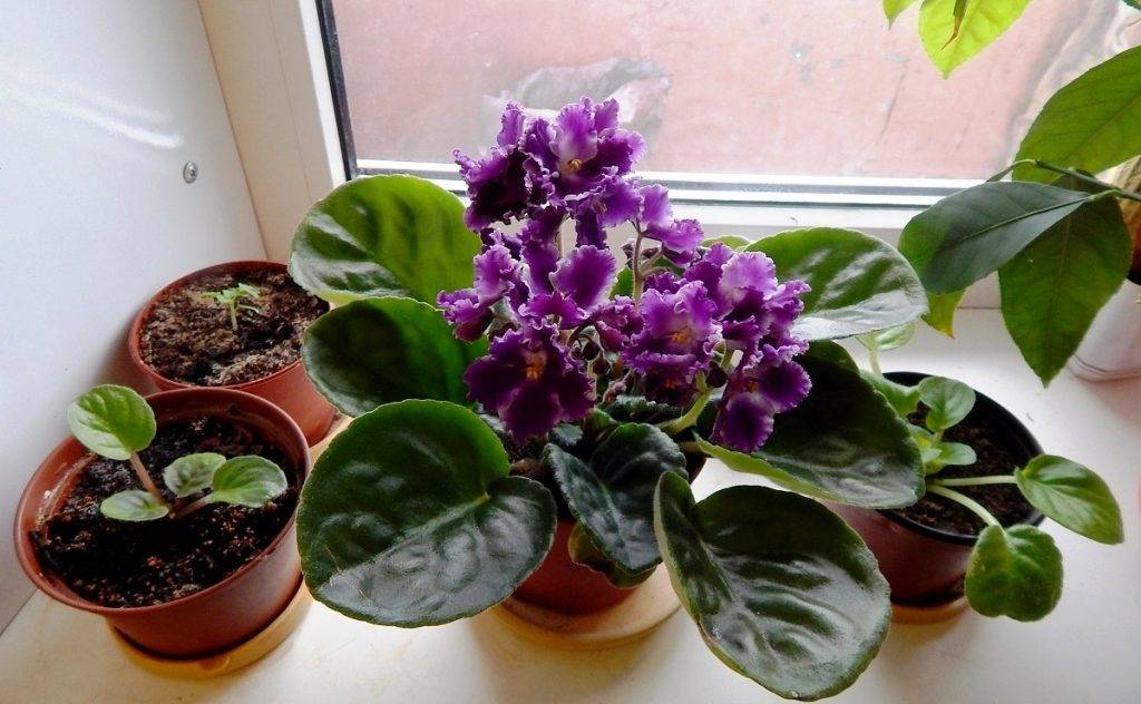 Pourquoi les violettes ne doivent pas être gardées à la maison : logique ou superstition ?