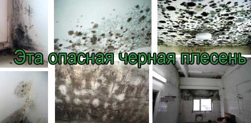 Qu'est-ce que la moisissure noire dangereuse dans la maison pour le corps humain et comment s'en débarrasser