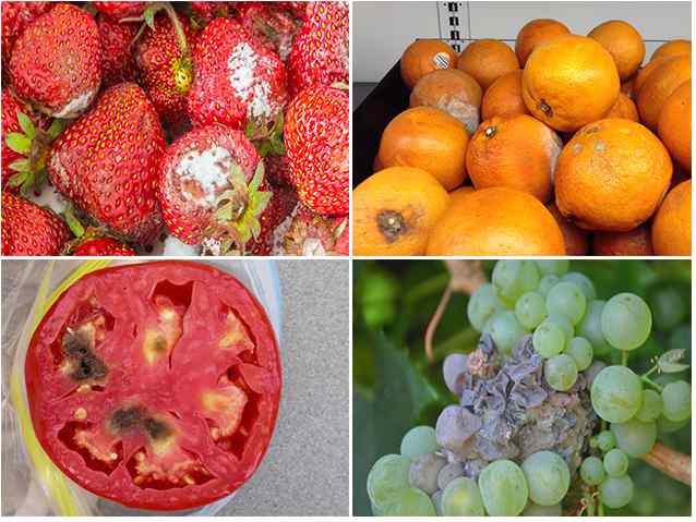 Qu'est-ce que la moisissure noire dangereuse dans la maison pour le corps humain et comment s'en débarrasser