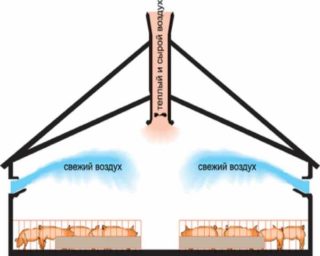 Ventilation à faire soi-même dans un poulailler en hiver: les meilleurs schémas et subtilités d'aménagement