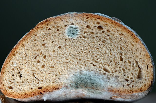 Qu'est-ce que la moisissure noire dangereuse dans la maison pour le corps humain et comment s'en débarrasser