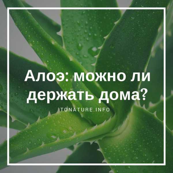 Fleur de myrte - signes et superstitions: toute la vérité sur une plante d'intérieur, est-il possible de la garder à la maison, pourquoi elle fleurit et quels autres secrets cache un habitant ordinaire des appuis de fenêtre