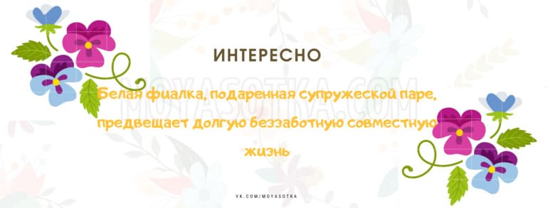 Pourquoi vous ne pouvez pas garder les roseaux à la maison : signes et bon sens