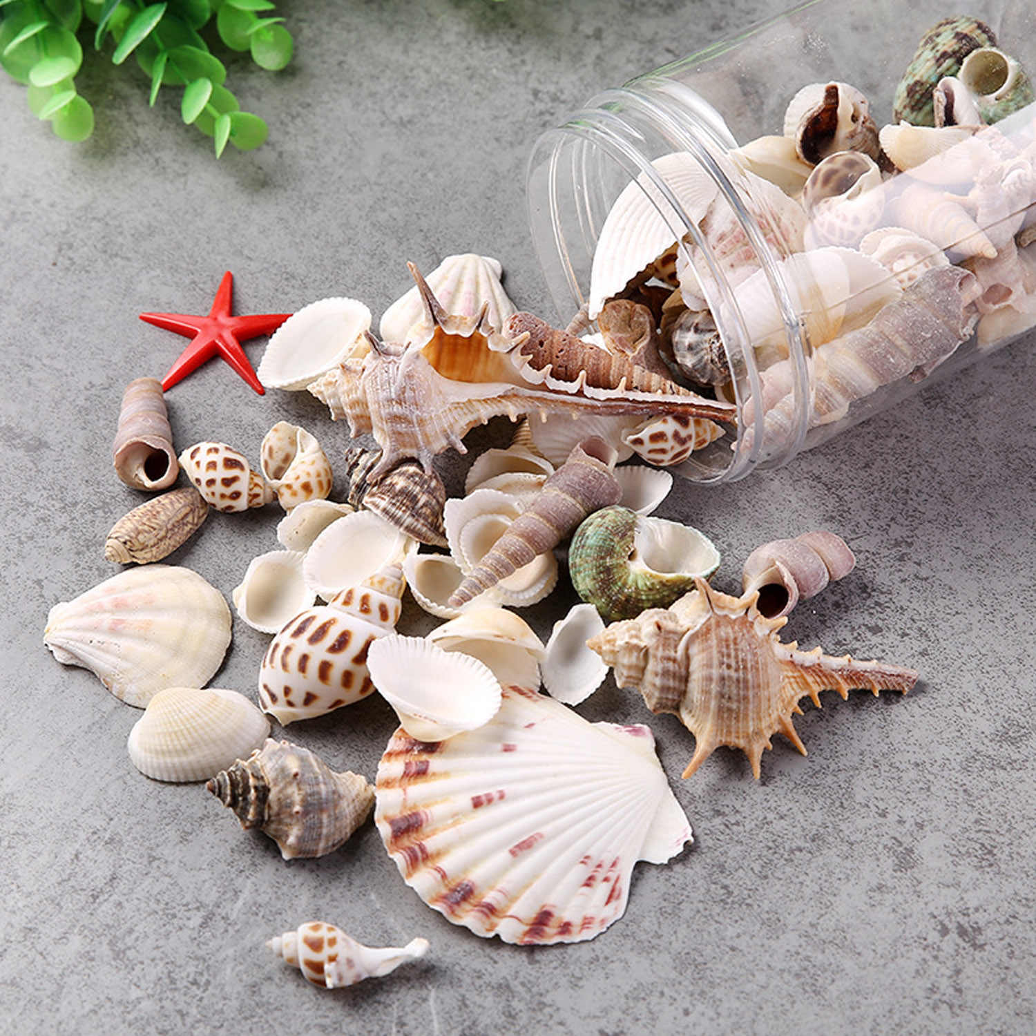 Artisanat de coquillages | maternité - grossesse, accouchement, nutrition, éducation