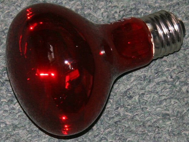 Lampe infrarouge pour chauffer les animaux, les oiseaux et les semis