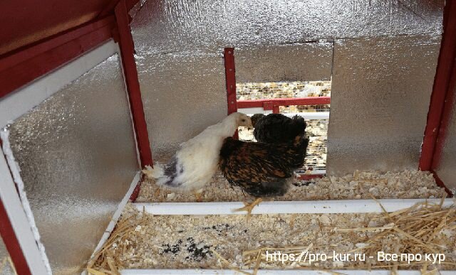 Comment isoler un poulailler pour l'hiver de vos propres mains: description