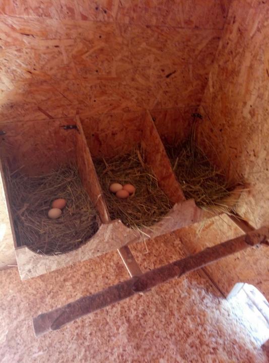 Réchauffer le poulailler de l'intérieur pour l'hiver - façons et astuces