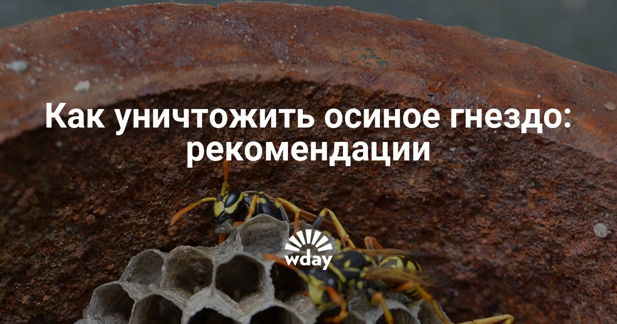 Comment élever des guêpes si le nid n'est pas disponible ou difficile à atteindre