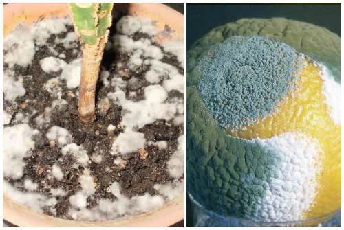 Comment éliminer les champignons dans la salle de bain: les meilleures méthodes folkloriques et professionnelles