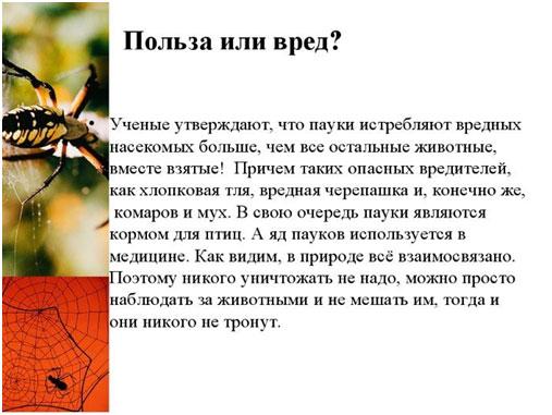 Pourquoi vous ne pouvez pas tuer les araignées : signes et faits réels