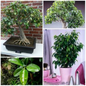 Ami ou ennemi dangereux : pourquoi le ficus ne doit pas être gardé à la maison