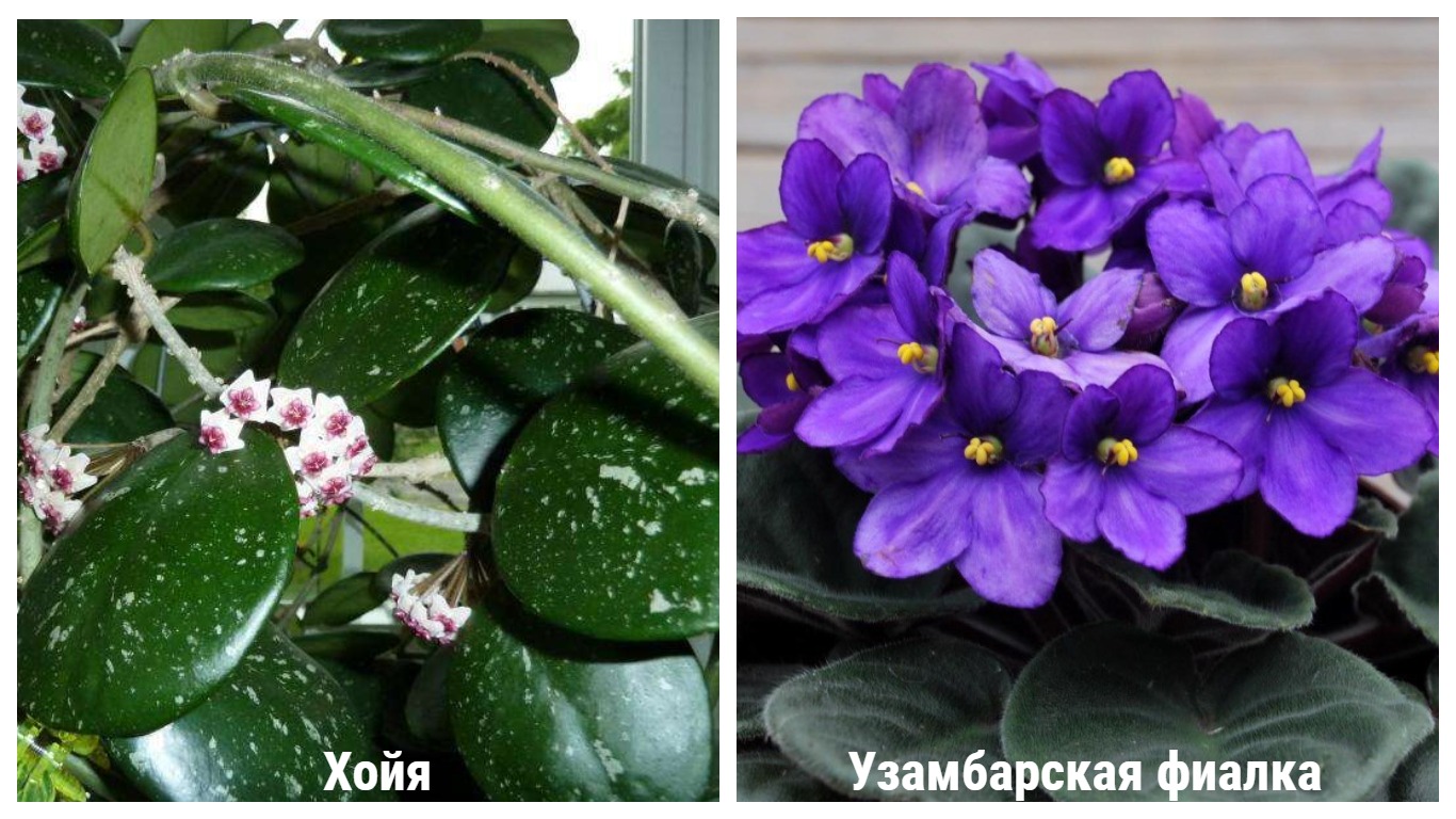 Pourquoi les violettes sur le rebord de la fenêtre détruisent la vie personnelle: signes étranges et superstitions