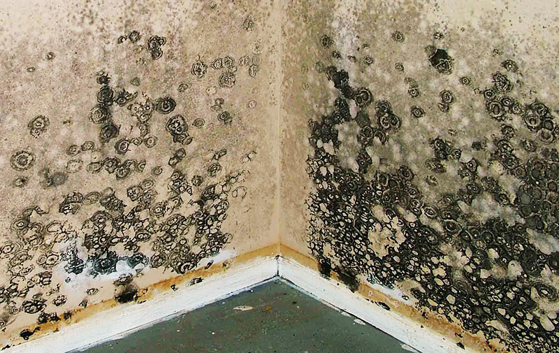 Moisissure dans la maison : comment protéger sa santé et économiser ses biens