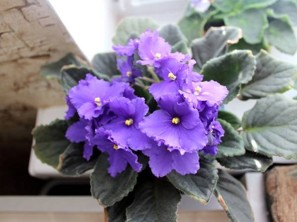 Pourquoi les violettes ne doivent pas être gardées à la maison : logique ou superstition ?