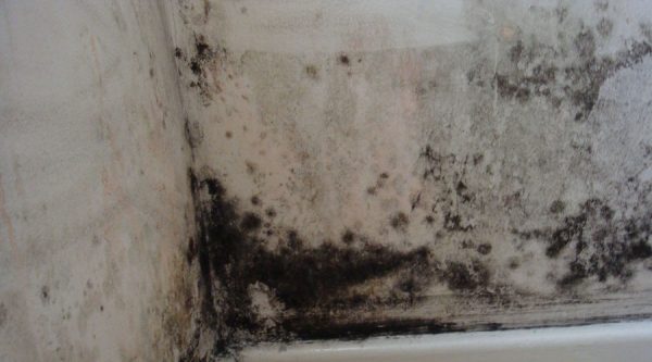 Moisissure noire dans la maison: qu'est-ce qui est dangereux pour la santé humaine et comment y faire face