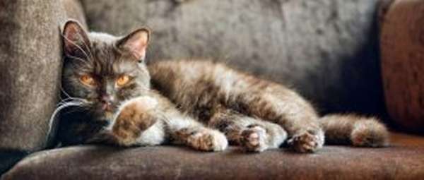 Comment se débarrasser d'une odeur désagréable dans un réservoir d'eau