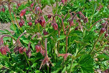 Comment trouver de l'eau pour un puits: un aperçu des moyens les plus efficaces de trouver de l'eau sur le site