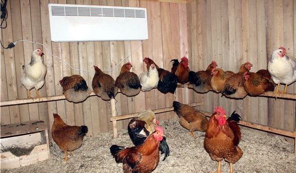 Hotte dans le poulailler: les meilleures façons d'équiper le système de ventilation de la maison