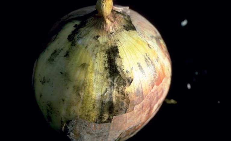 Qu'est-ce que la moisissure noire dangereuse dans la maison pour le corps humain et comment s'en débarrasser