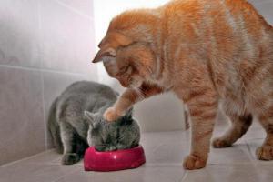 Types de systèmes de chauffage pour une maison privée : un examen comparatif + les avantages et les inconvénients de chaque type