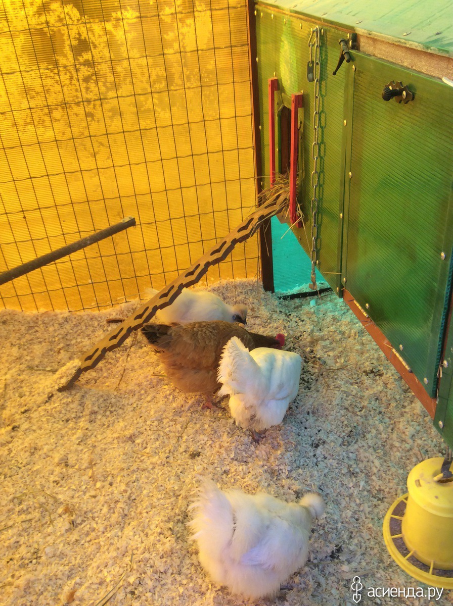 Comment isoler un poulailler pour l'hiver : ce qu'il faut savoir