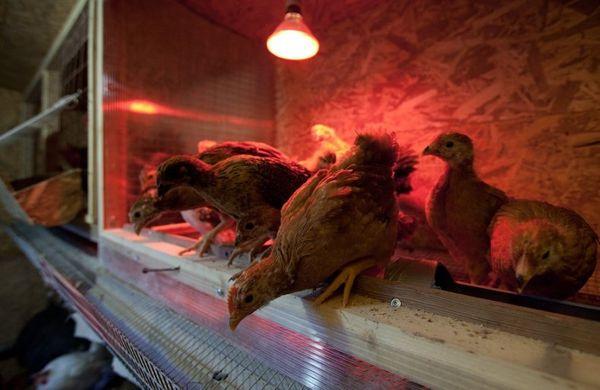 Appareils de chauffage pour chauffer les poulets dans les poulaillers