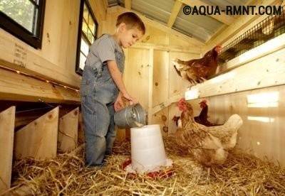 Ventilation à faire soi-même dans un poulailler en hiver: les meilleurs schémas et subtilités d'aménagement