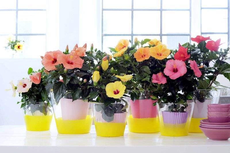 Est-il possible de garder des fleurs artificielles à la maison: signes et faits