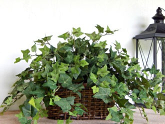 Géranium à la maison : ennemi dangereux ou plante inoffensive ?