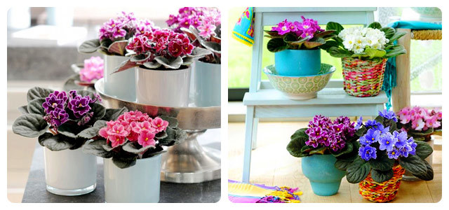 Signes et superstitions: la violette a fleuri et est-il possible de la garder dans la maison sur le rebord de la fenêtre et d'autres signes sur la violette