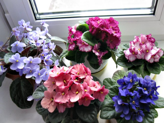 Signes et superstitions associés aux violettes dans la maison