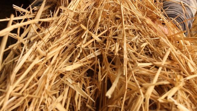 Comment fabriquer du biocarburant de vos propres mains à partir de fumier à la maison