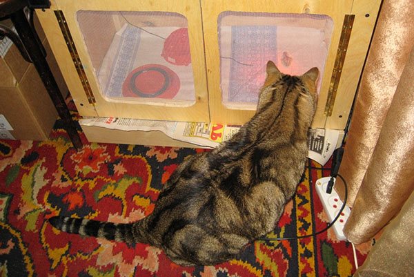 Appareils de chauffage pour chauffer les poulets dans les poulaillers