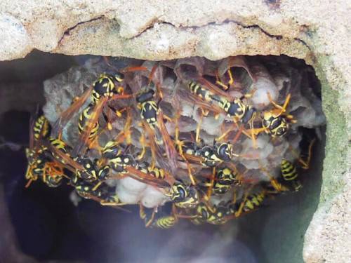 Quartier animé : pourquoi il ne faut pas détruire un nid de guêpes