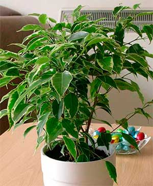 Ami ou ennemi dangereux : pourquoi le ficus ne doit pas être gardé à la maison