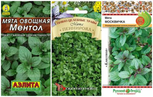 4 conseils pour utiliser la menthe pour garder votre maison fraîche