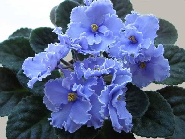 Pourquoi les violettes ne doivent pas être gardées à la maison : logique ou superstition ?