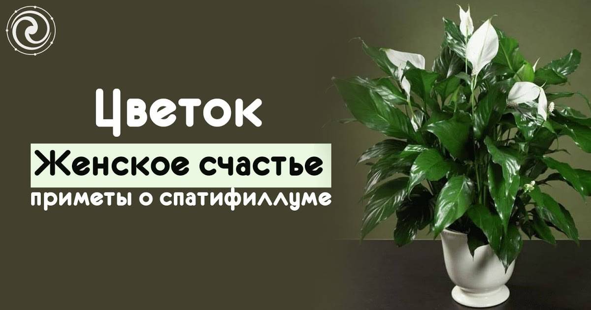 Est-il possible de garder des fleurs artificielles dans la maison : signes et conseils