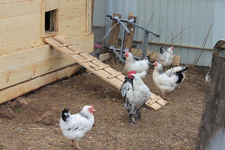 Comment isoler le sol du poulailler pour l'hiver