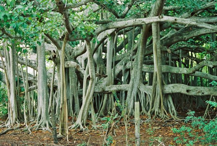 Ami ou ennemi dangereux : pourquoi le ficus ne doit pas être gardé à la maison